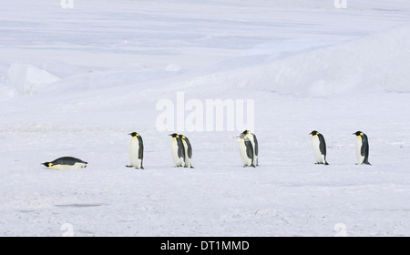 Eine Reihe von Kaiserpinguinen, die zu Fuß über das Eis und Schnee im Gänsemarsch ein liegen auf dem Bauch gleiten entlang Stockfoto