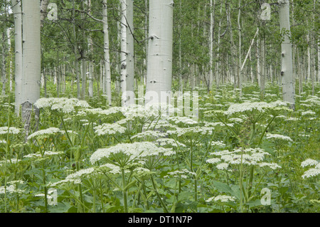 Ein Wäldchen zitternde Espe Bäume und Kuh Petersilie weiße Rinde und weißen Klumpen von Blumen Uinta National forest Stockfoto