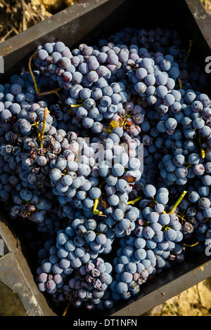 Trauben im Weinberg in der Nähe von Treiso, Langhe, Cuneo Bezirk, Piemont, Italien, Europa Stockfoto