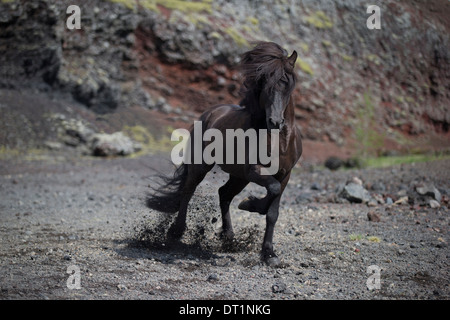 Schwarze Islandpferd ausgeführt, Island Stockfoto