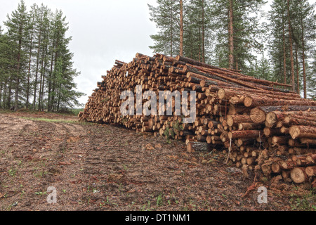 Frisch geschnittenen Sie Baumstämmen häuften sich in der Nähe von einem Waldweg Stockfoto