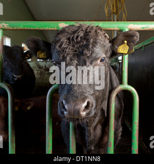 Rindfleisch-Kuh im Stall, Island Stockfoto