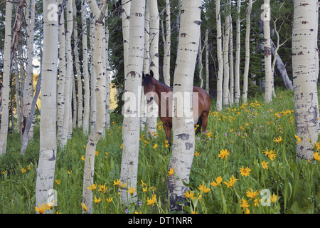 Pferd in einem Feld von Wildblumen und Espe Bäume Uinta Mountains Utah Stockfoto