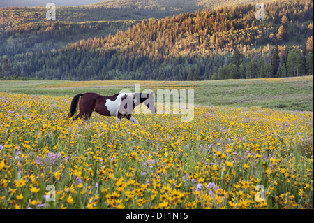 Pferd in einem Feld von Wildblumen Uinta Mountains Utah Stockfoto