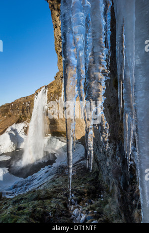 Wasserfall Seljalandsfoss im Winter Island. Einzigartigen Wasserfall, als Sie kann hinter dem Wasserfall auf dem Weg Fuß. Stockfoto