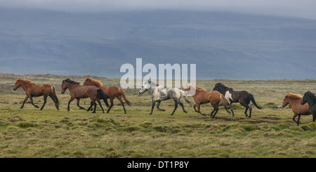 Herde von Islandpferden ausgeführt, Snaefellsnes Halbinsel, Island Stockfoto