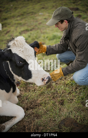 Milchviehbetrieb Landwirt Arbeits- und tendenziell die Tiere Stockfoto