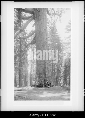 Eine Fotografie des Grizzly Giant Mammutbaum (Sequoia gigantea) in Mariposa Grove, Yosemite National Park, aufgenommen um 1900. Das Bild hebt die große Größe des Baums hervor. Stockfoto