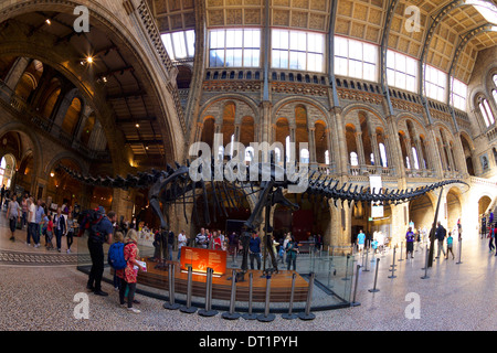 Diplodocus Dinosaurier, Central Hall, Natural History Museum, South Kensington, London, England, Vereinigtes Königreich, Europa Stockfoto