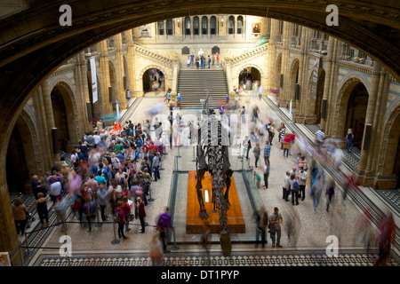 Haupthalle, Natural History Museum, South Kensington, London, England, Vereinigtes Königreich, Europa Stockfoto