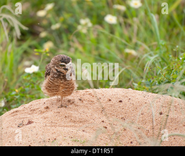 Eingrabende Eule (Athene cunicularia), fotografiert entlang der Südostküste Brasiliens, bei Guarapari. Stockfoto