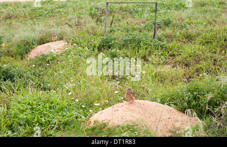 Eingrabende Eule (Athene cunicularia), fotografiert entlang der Südostküste Brasiliens, bei Guarapari. Stockfoto