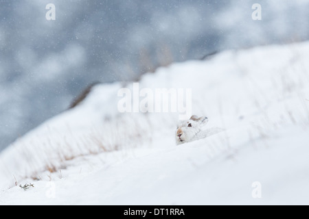 Schottische Schneehase (Lepus Timidus) liegt umgeben von Schnee in einem Schneedusche. Schottischen Highlands, Großbritannien Stockfoto