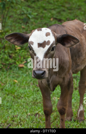 Zebu Typ Kalb (Bos Primigemius X Taurus). Costa Rica. Junge Steuern noch um charakteristische Buckel über die Schultern zu wachsen. Stockfoto