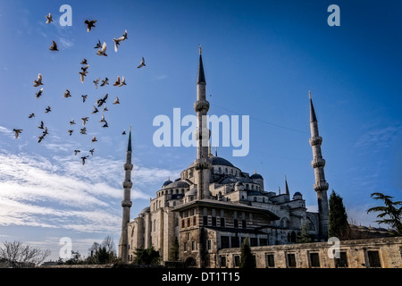 Vögel fliegen um die blaue Moschee oder Sultan Ahmed Mosque in Istanbul, Türkei. Stockfoto