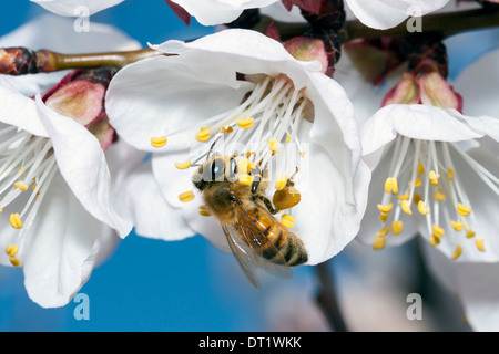 gemeinsamen Biene sammelt Pollen von Blumen auf einer Wiese Stockfoto