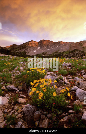 Landschaft von Little Cottonwood Canyon mit des Teufels Burg Berggipfel in der Wasatch-Gebirge Wildblumen Sonnenuntergang Stockfoto