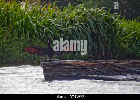 Anhinga oder Schlange Vogel (Anhingha Anhinga). Ausgebreiteten Flügeln trocknen in der Sonne nach einer Zeit der Immersion, während Angeln. Stockfoto