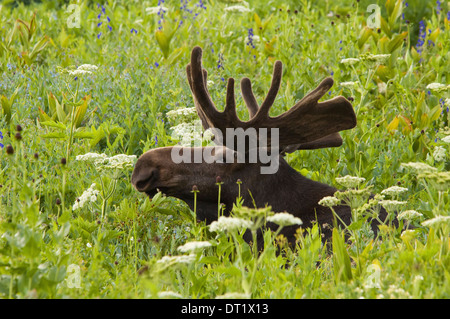 Einen Erwachsenen Elchen Alces Alces Beweidung in dem langen Rasen im Albion Becken der Wasatch Berge in Utah Stockfoto