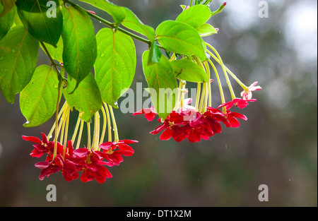 kleine rote Blume nach Regen Stockfoto