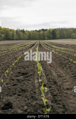 Ein offenes Feld mit gepflügte Erde Sämlinge wachsen in Zeilen Stockfoto