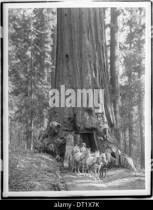 Pferdewagen fahren durch einen Tunnel in eine Wawona großer Baum im Mariposa Grove im Yosemite-Nationalpark, Kalifornien, ca.1902 Stockfoto