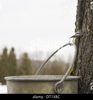 Ein Metall Eimer hängen von einem Haken in der Rinde ein Ahornbaum sammeln die sap Stockfoto