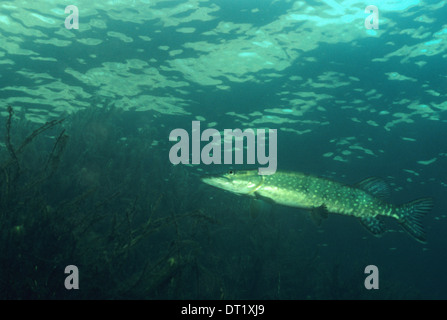 Pike. Der Hecht (Esox Lucius) bekannt einfach als "Hecht" in Großbritannien und Irland und den meisten Teilen der USA. Stockfoto