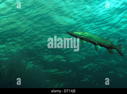 Pike. Der Hecht (Esox Lucius) bekannt einfach als "Hecht" in Großbritannien und Irland und den meisten Teilen der USA. Stockfoto