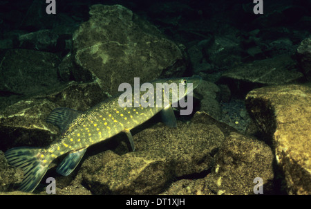 Pike. Der Hecht (Esox Lucius) bekannt einfach als "Hecht" in Großbritannien und Irland und den meisten Teilen der USA. Stockfoto