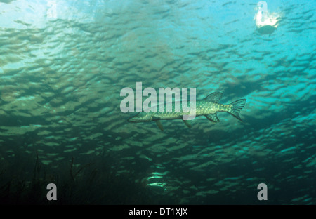 Pike. Der Hecht (Esox Lucius) bekannt einfach als "Hecht" in Großbritannien und Irland und den meisten Teilen der USA. Stockfoto