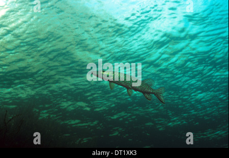 Pike. Der Hecht (Esox Lucius) bekannt einfach als "Hecht" in Großbritannien und Irland und den meisten Teilen der USA. Stockfoto