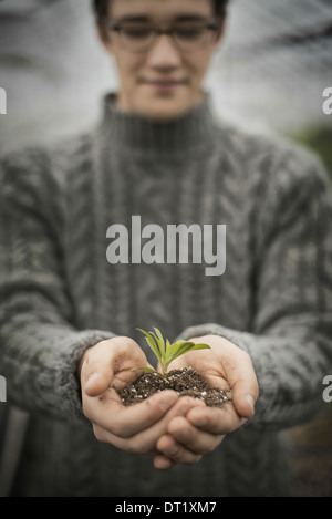 Eine Person in einem kommerziellen Gewächshaus einen kleine Pflanze Setzling in seiner hohlen Hand halten Stockfoto