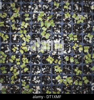 Frühling, ein Tablett mit kleinen Sämlinge unter Glas wachsen Pflanzen Stockfoto