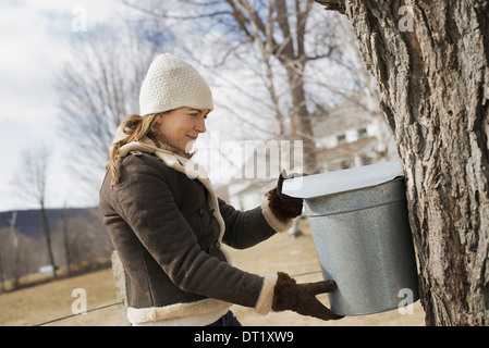 Ahornsirup Farm A junge Frau hält einen Eimer, der Sap vom Baum klopfen ist Stockfoto