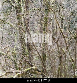 Ein dichter Wald von grünem Moos bedeckt Bäume der Rebe Ahorn Erle Zeder und Tanne in einem National Forest im Washington USA Stockfoto