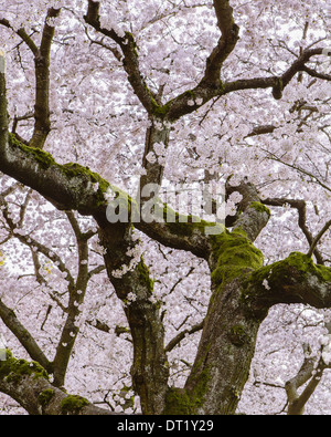 Schaumige rosa Kirschblüte auf Kirschbäume im Frühling in Washington State USA Stockfoto