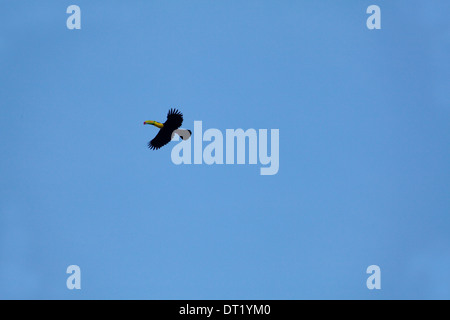 Kiel-billed Toucan (Ramphastos Sulfuratus). Flug. Costa Rica. Zentral-Amerika. Stockfoto
