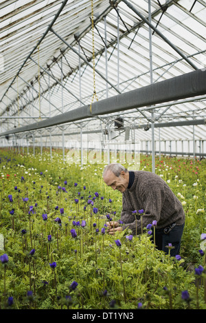 Ein Mann arbeitet in einer organischen Stoffen pflanzlichen Gärtnerei Gewächshaus im Frühjahr Stockfoto