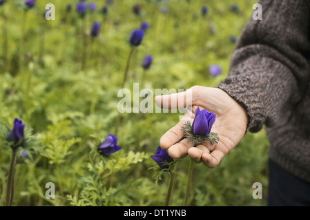 Ein Mann arbeitet in einer organischen Stoffen pflanzlichen Gärtnerei Gewächshaus im Frühjahr Stockfoto