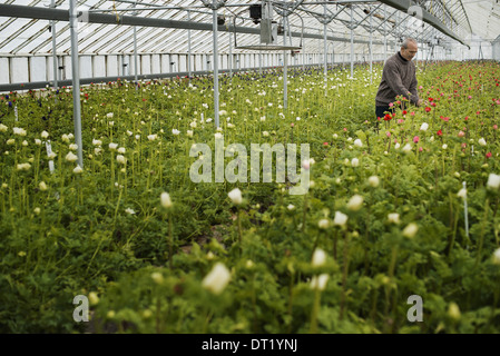 Ein Mann arbeitet in einer organischen Stoffen pflanzlichen Gärtnerei Gewächshaus im Frühjahr Stockfoto