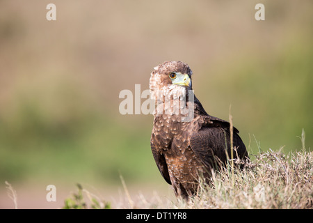 Juvenile Bateleur Adler (Terathopius Ecaudatus). Stockfoto