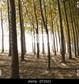 Cottonwood Bäume gepflanzt in geordneten Reihen werfen lange Schatten auf dem Boden kommerzielle Baumpflege eine Baumschule oder Bauernhof Stockfoto