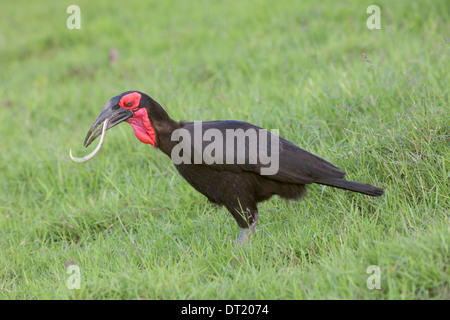 Der südliche Hornrabe (Bucorvus Leadbeateri) auch bekannt als Bucorvus Cafer mit Schlange aufgewickelt im Schnabel Stockfoto