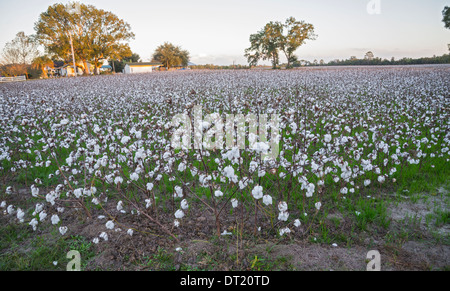 Baumwollanbau gibt als hier in der Kleinstadt Fort White North Florida nach Florida zurück. Stockfoto