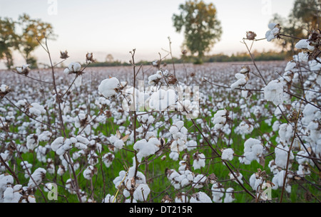 Baumwollanbau gibt als hier in der Kleinstadt Fort White North Florida nach Florida zurück. Stockfoto