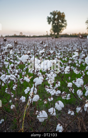 Baumwollanbau gibt als hier in der Kleinstadt Fort White North Florida nach Florida zurück. Stockfoto
