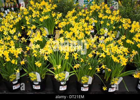 Tete-a-Tete Narzissen Pflanzen zum Verkauf im Gartencenter Stockfoto