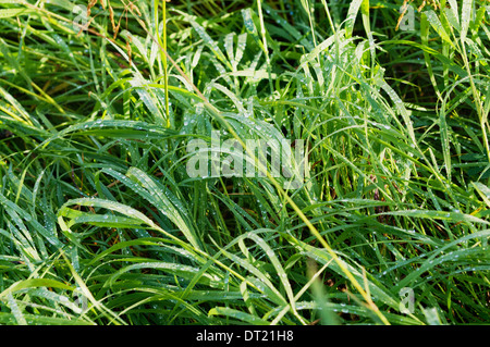 Morgentau auf der Wiese Stockfoto