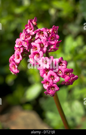 Rosa BERGENIE-Blüte Stockfoto